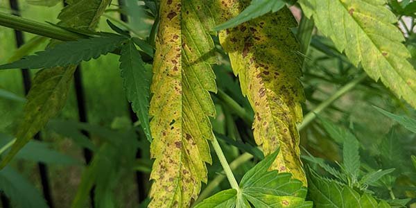 How to avoid and cure leaf septoria on marijuana plant