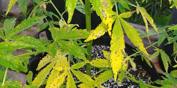 Leaf septoria symptoms marijuana plant