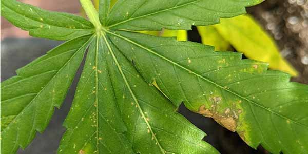 Signs of leaf septoria marijuana plant