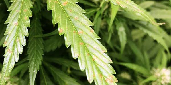 Fix calcium deficiency in hydro marijuana