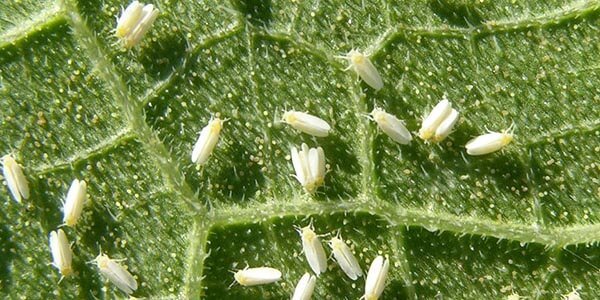 Stop whiteflies on marijuana plants