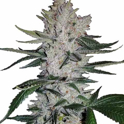 Gorilla glue GG4 marijuana seeds feminized