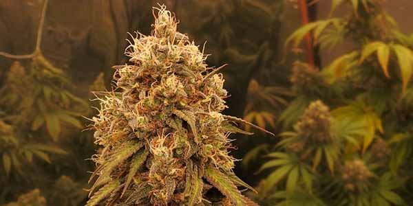 GG4 gorilla glue bud