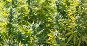 Outdoor super skunk cannabis seeds