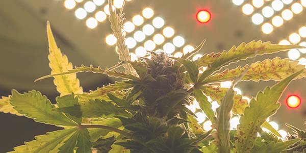 Growing marijuana under CFL