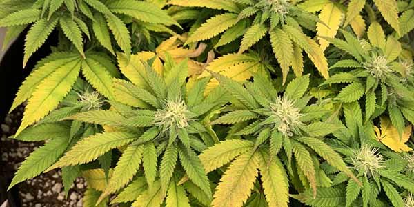 ph imbalance marijuana plant