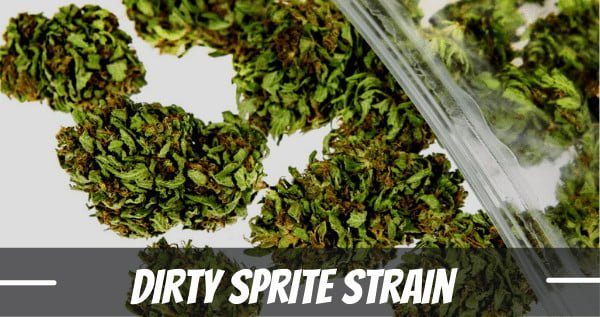 Dirty Sprite Marijuana Strain