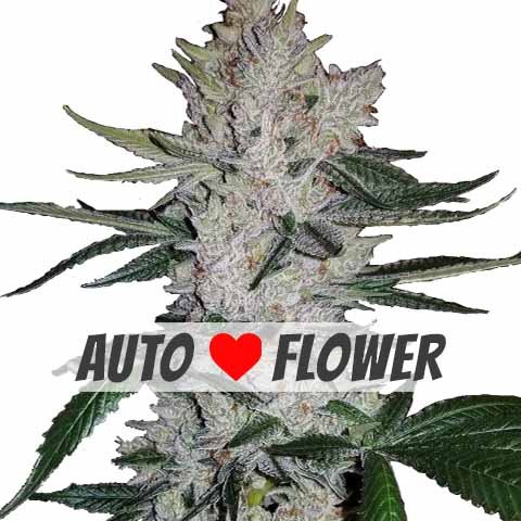 Gorilla glue GG4 marijuana seeds autoflower