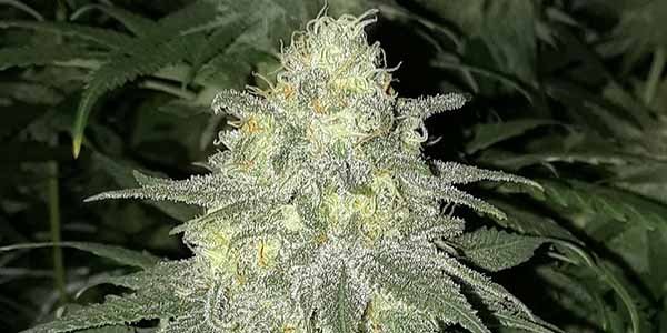 Super Skunk big yield