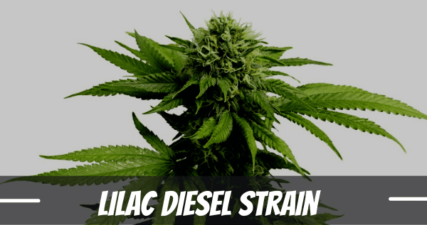 Lilac Diesel Strain