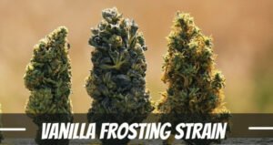 Vanilla Frosting cannabis Strain