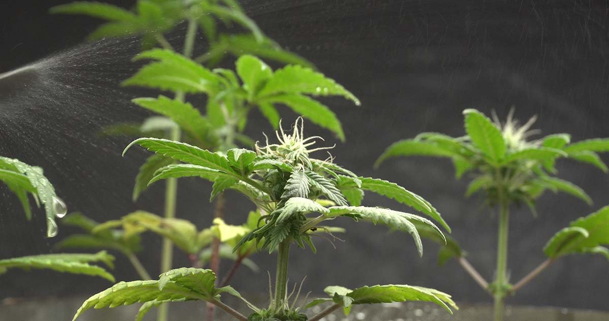 When is the best time to water weed plants?