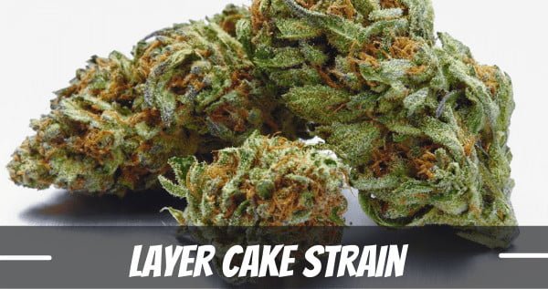 laker cake cannabis strain