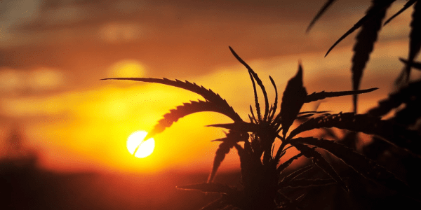 Layer cakecweed strain