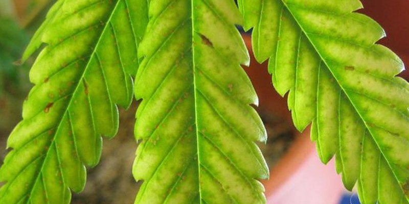 Magnesium Deficiency