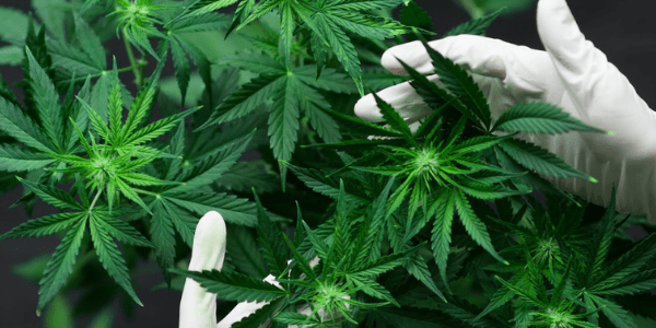 Growing Rollins Strain