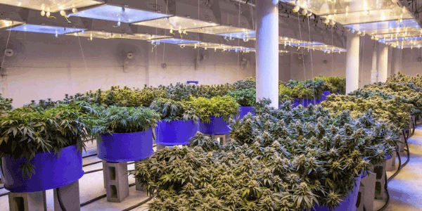 Growing White Truffle Strain