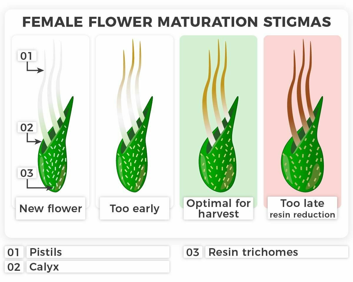 Harvest weed at the right time