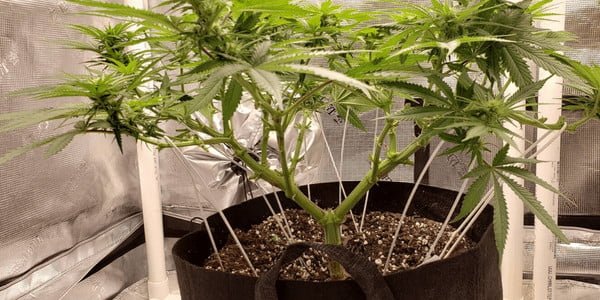 High stress training cannabis