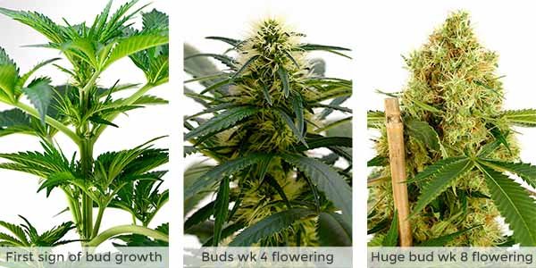 8 weeks of flowering for a cannabis bud