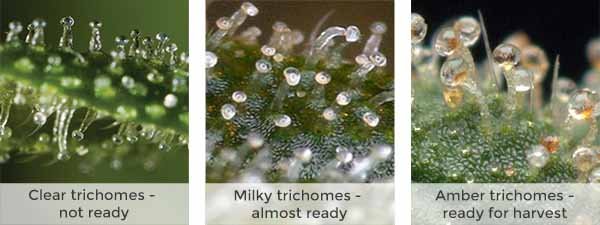 marijuana trichomes