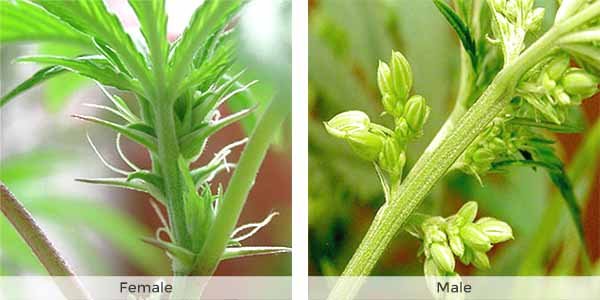 Male buds flowering vs. female buds flowering