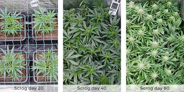 ilgm scrog 2 months