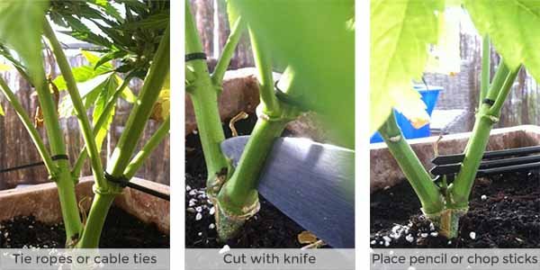 how to split the stem of a marijuana plant