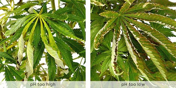 Wrong pH levels create nutrient deficiencies