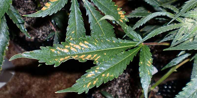 boron deficiency in a marijuana plant