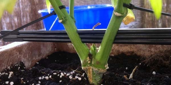 Split the stem increase yield