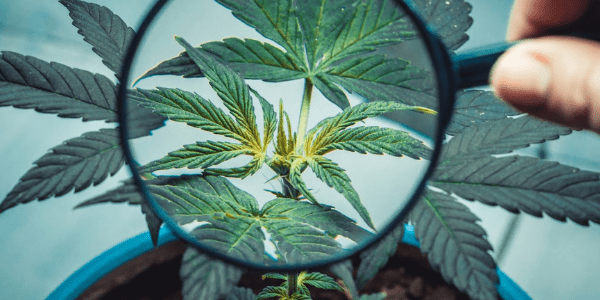 Growing Rainbow Chip Strain