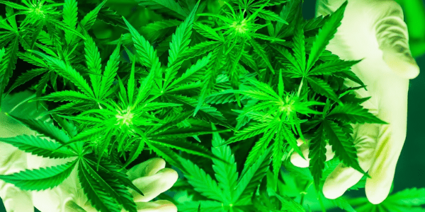 Rainbow Chip Marijuana Plant