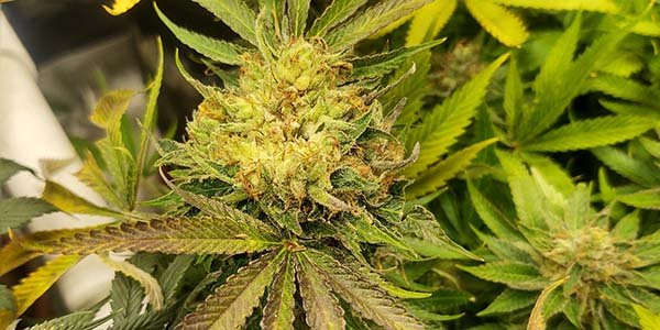 Sunset sherbet weed strain