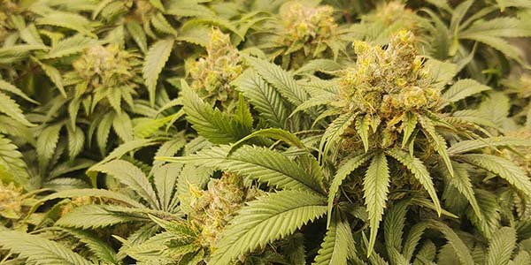 Sunset sherbet strain flowering
