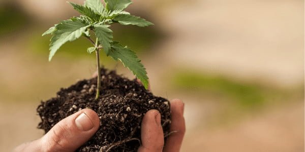 Growing Sherbacio Strain