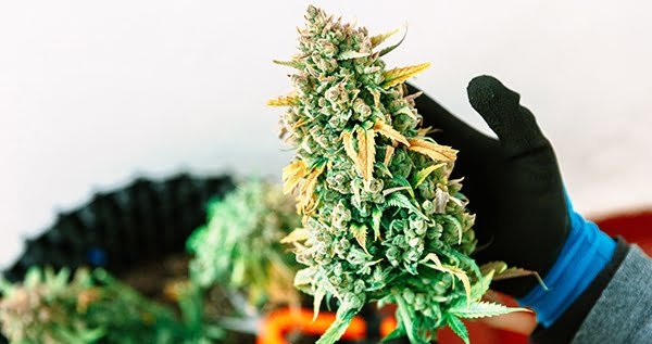 What does a 1 pound plant look like?