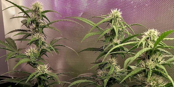 Colorado Clementines Strain