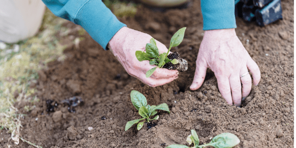 Planting marijuana companion plants