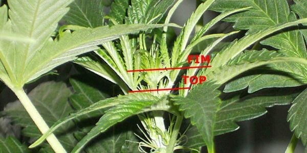Fimming vs topping marijuana