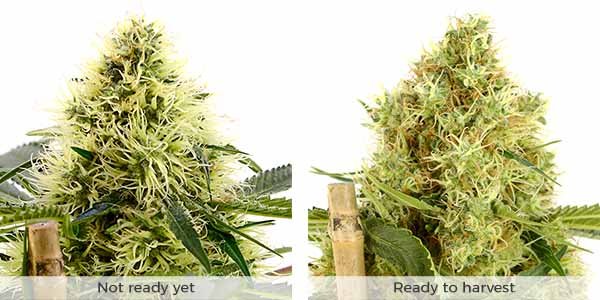 Know when to harvest marijuana