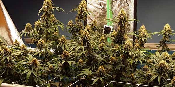 Wedding Cake strain yield