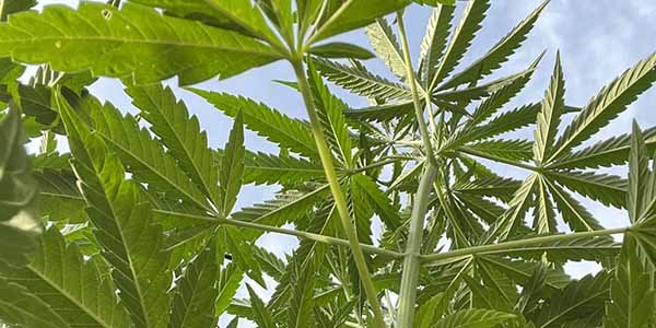 Growing Wedding Cake strain