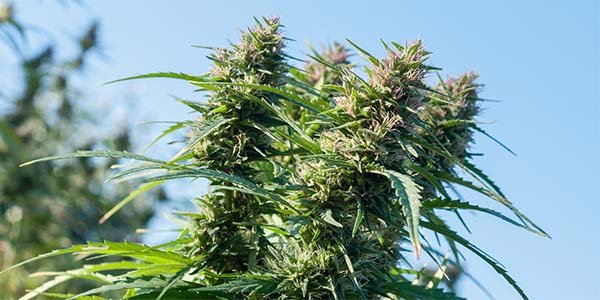 Why should I grow marijuana naturally