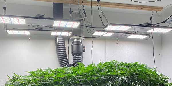 Installing grow lights for growing marijuana indoors