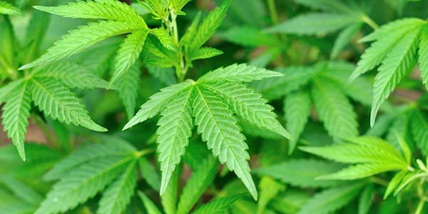 Natural nutrients for marijuana