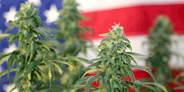 Tangerine Power Strain