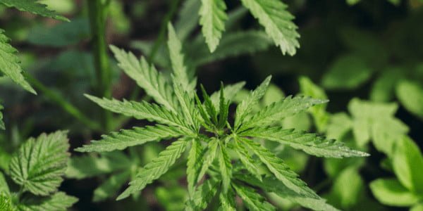 Flowering Colorado Clementines