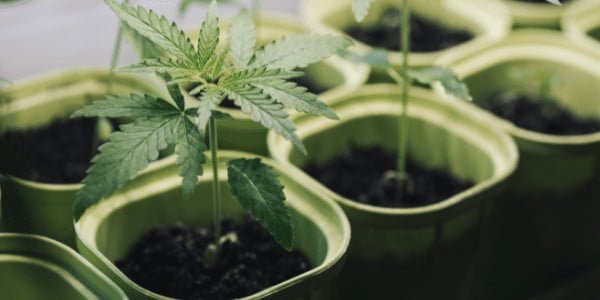 growing marijuana in containers