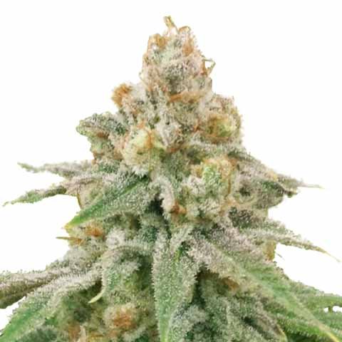 buy Wedding Cake seeds